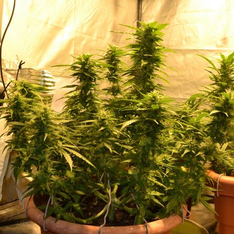Auto Critical Orange Punch growlog timeline photo