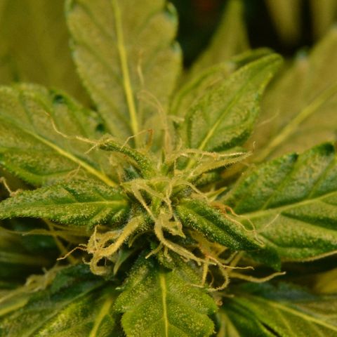 Auto Critical Orange Punch growlog timeline photo