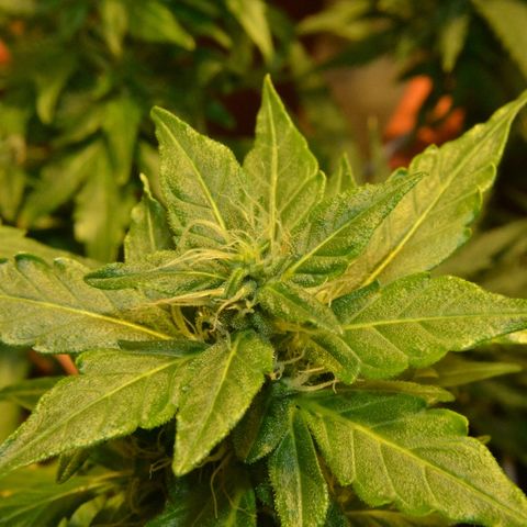Auto Critical Orange Punch growlog timeline photo