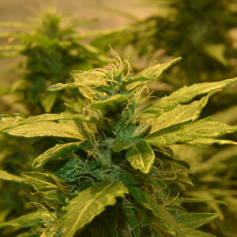 Auto Critical Orange Punch growlog timeline photo