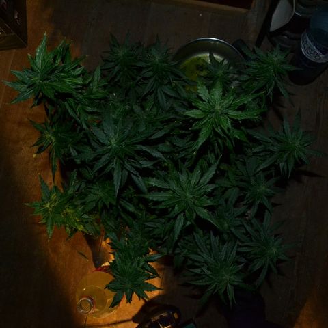 Auto Critical Orange Punch growlog timeline photo