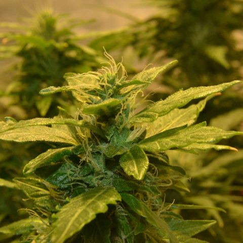 Auto Critical Orange Punch growlog timeline photo