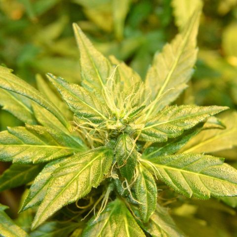 Auto Critical Orange Punch growlog timeline photo