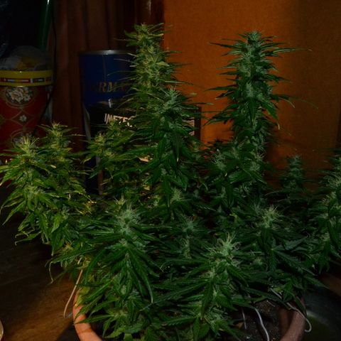 Auto Critical Orange Punch growlog timeline photo