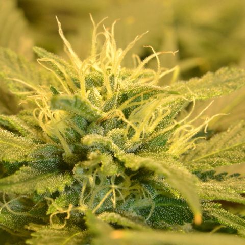 Bubba Kush Autoflowering growlog timeline photo