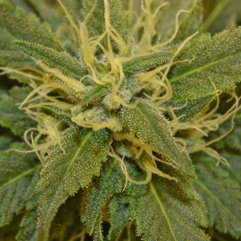 Bubba Kush Autoflowering growlog timeline photo