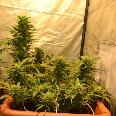 Bubba Kush Autoflowering growlog timeline photo