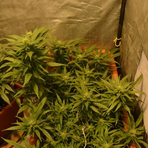 Bubba Kush Autoflowering growlog timeline photo