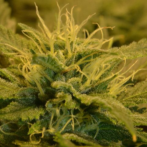 Bubba Kush Autoflowering growlog timeline photo