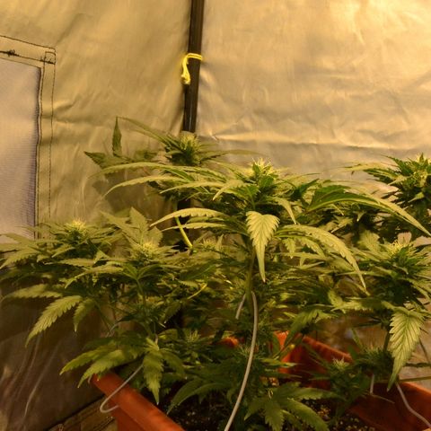 Bubba Kush Autoflowering growlog timeline photo
