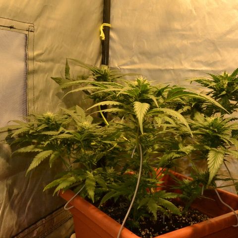 Bubba Kush Autoflowering growlog timeline photo