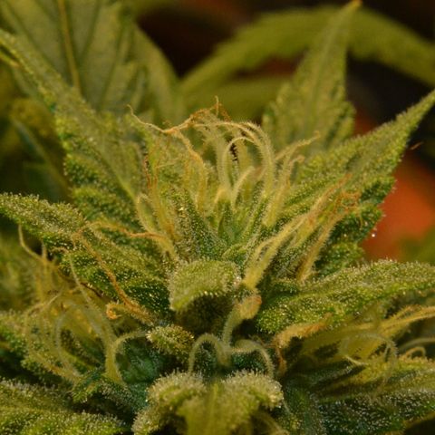 Bubba Kush Autoflowering growlog timeline photo