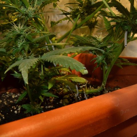 Bubba Kush Autoflowering growlog timeline photo