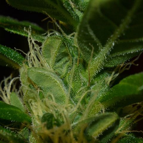 Auto Critical Orange Punch growlog timeline photo
