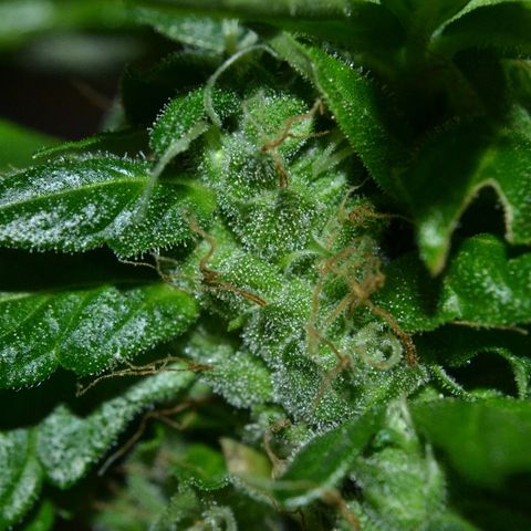 Auto Critical Orange Punch growlog timeline photo