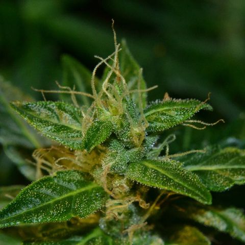 Auto Critical Orange Punch growlog timeline photo