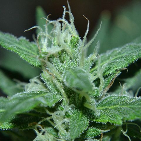 Bubba Kush Autoflowering growlog timeline photo