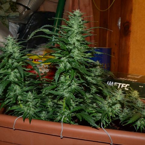 Bubba Kush Autoflowering growlog timeline photo