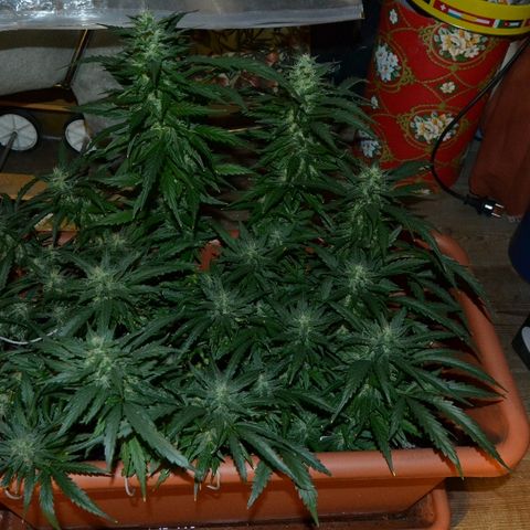 Bubba Kush Autoflowering growlog timeline photo