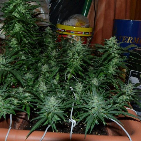 Bubba Kush Autoflowering growlog timeline photo