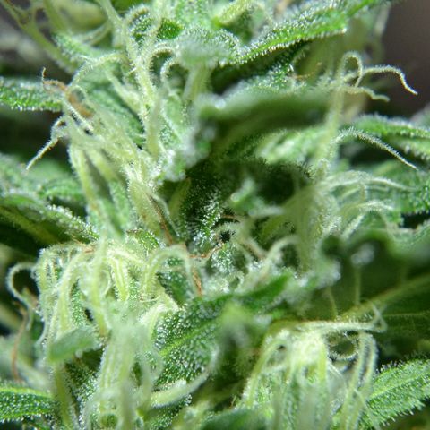 Bubba Kush Autoflowering growlog timeline photo