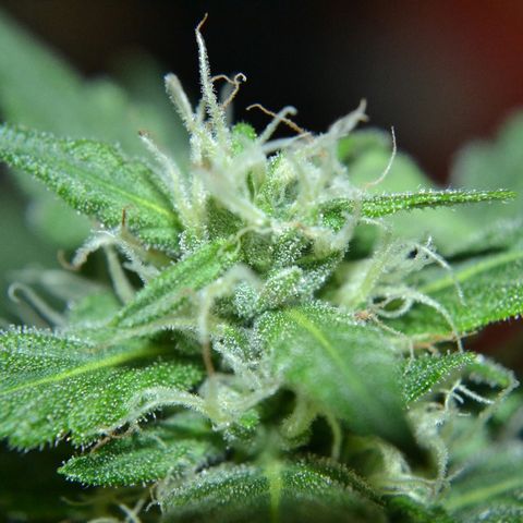 Bubba Kush Autoflowering growlog timeline photo