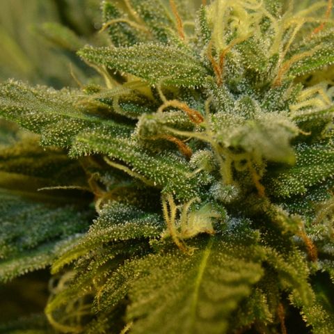Bubba Kush Autoflowering growlog timeline photo