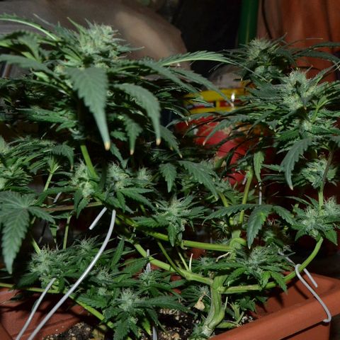 Bubba Kush Autoflowering growlog timeline photo