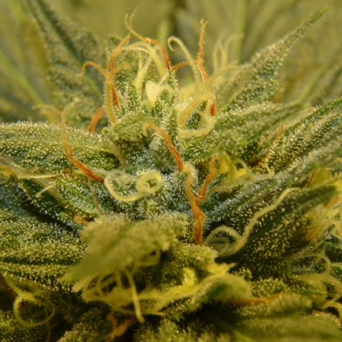 Bubba Kush Autoflowering growlog timeline photo