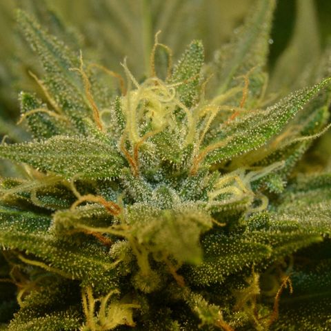 Bubba Kush Autoflowering growlog timeline photo