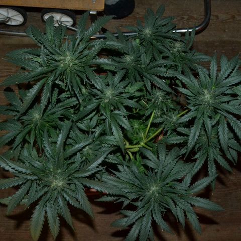 Bubba Kush Autoflowering growlog timeline photo