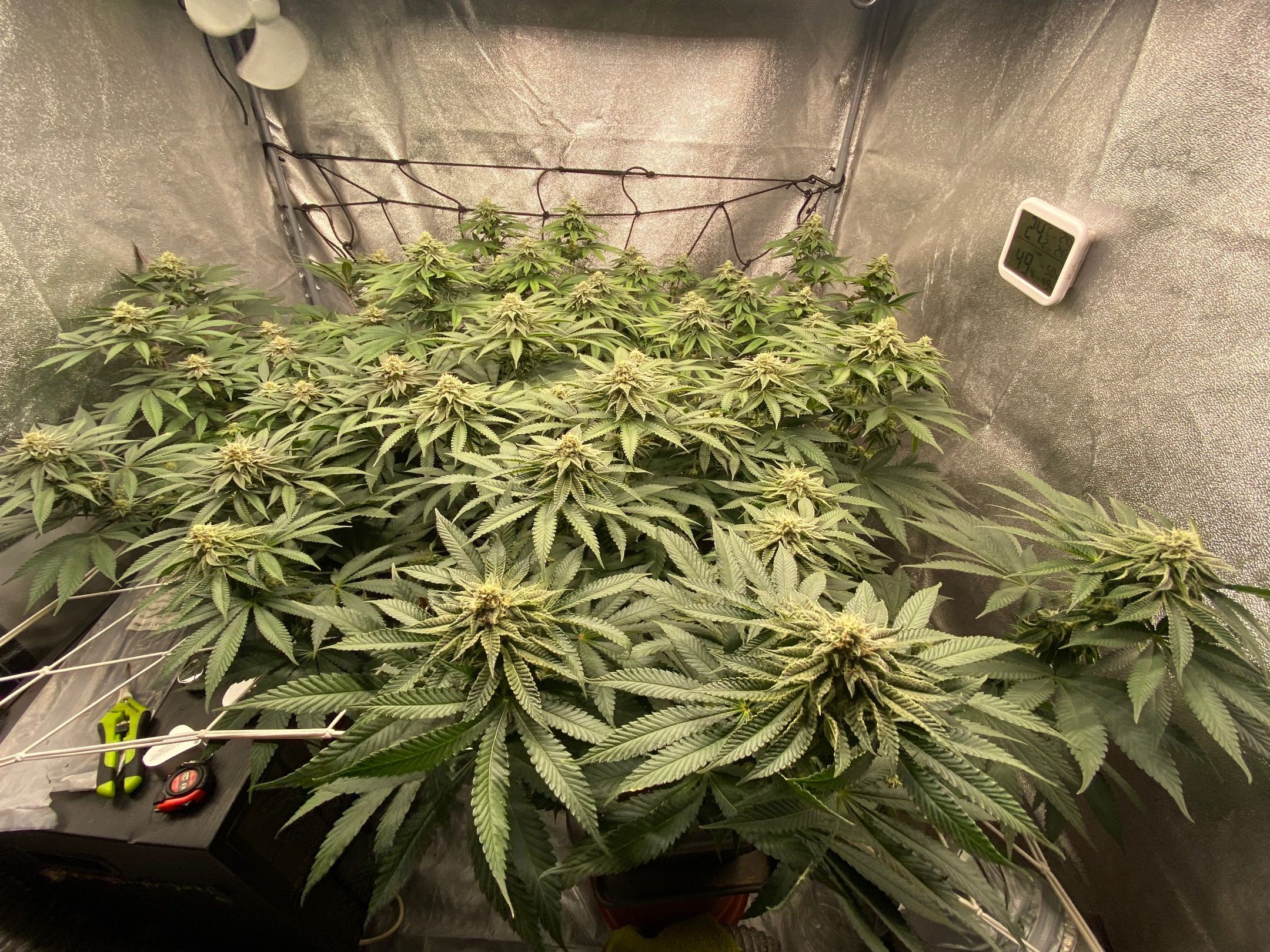 Super Lemon Haze x Clementine #1 growlog header