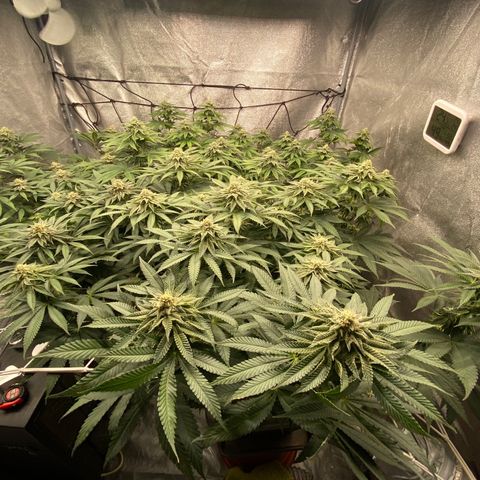 Super Lemon Haze x Clementine #1 growlog in Al chiuso