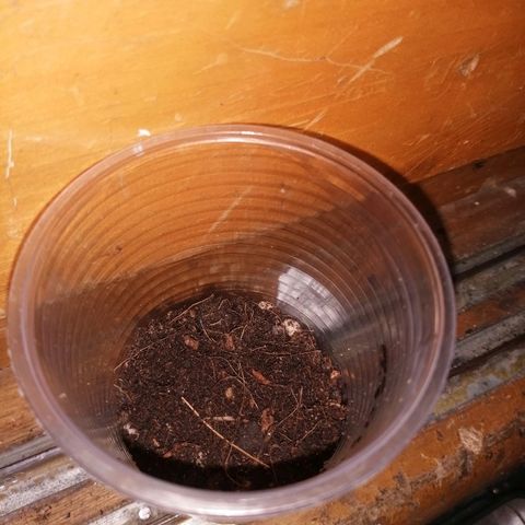Colombia Punto Rojo growlog timeline photo