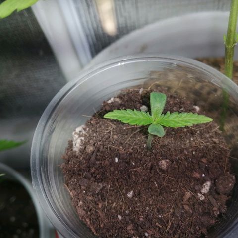 Colombia Punto Rojo growlog timeline photo