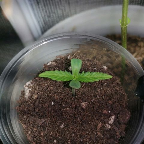 Colombia Punto Rojo growlog timeline photo
