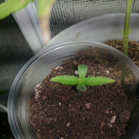 Colombia Punto Rojo growlog timeline photo