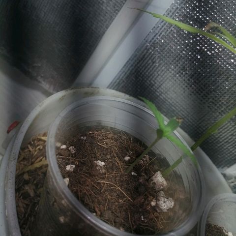 Colombia Punto Rojo growlog timeline photo