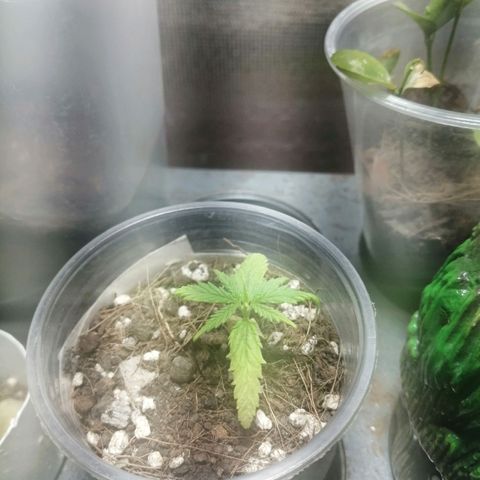Colombia Punto Rojo growlog timeline photo
