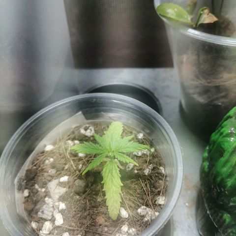 Colombia Punto Rojo growlog timeline photo