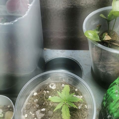 Colombia Punto Rojo growlog timeline photo