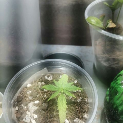 Colombia Punto Rojo growlog timeline photo