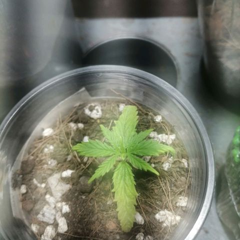 Colombia Punto Rojo growlog timeline photo