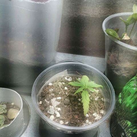 Colombia Punto Rojo growlog timeline photo