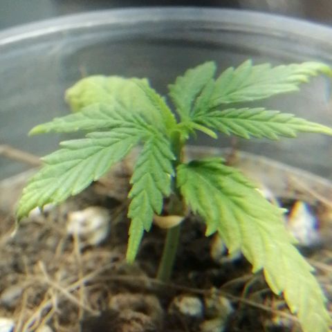 Colombia Punto Rojo growlog timeline photo