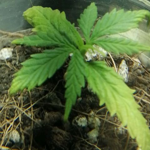 Colombia Punto Rojo growlog timeline photo