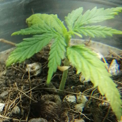 Colombia Punto Rojo growlog timeline photo
