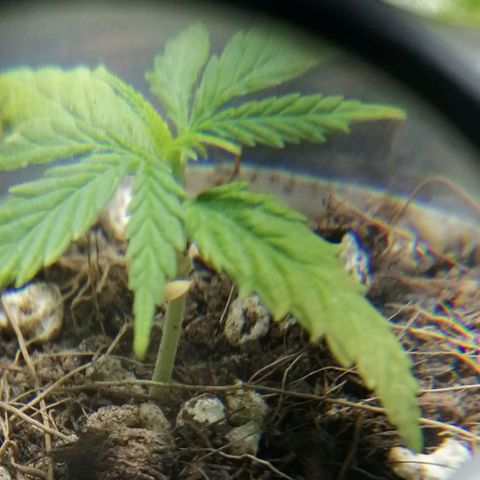 Colombia Punto Rojo growlog timeline photo
