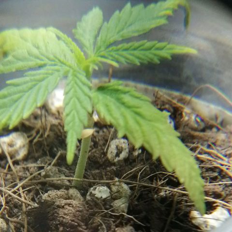 Colombia Punto Rojo growlog timeline photo