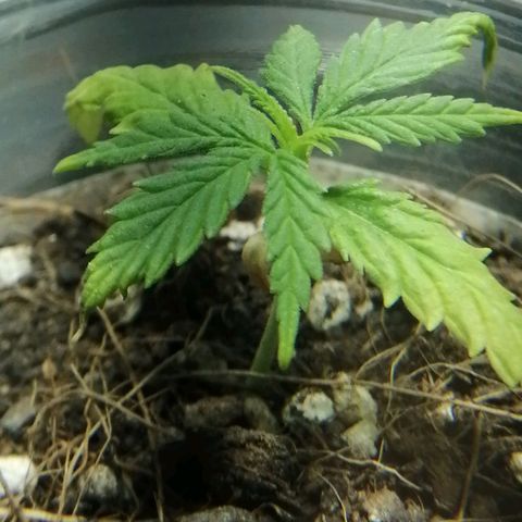 Colombia Punto Rojo growlog timeline photo